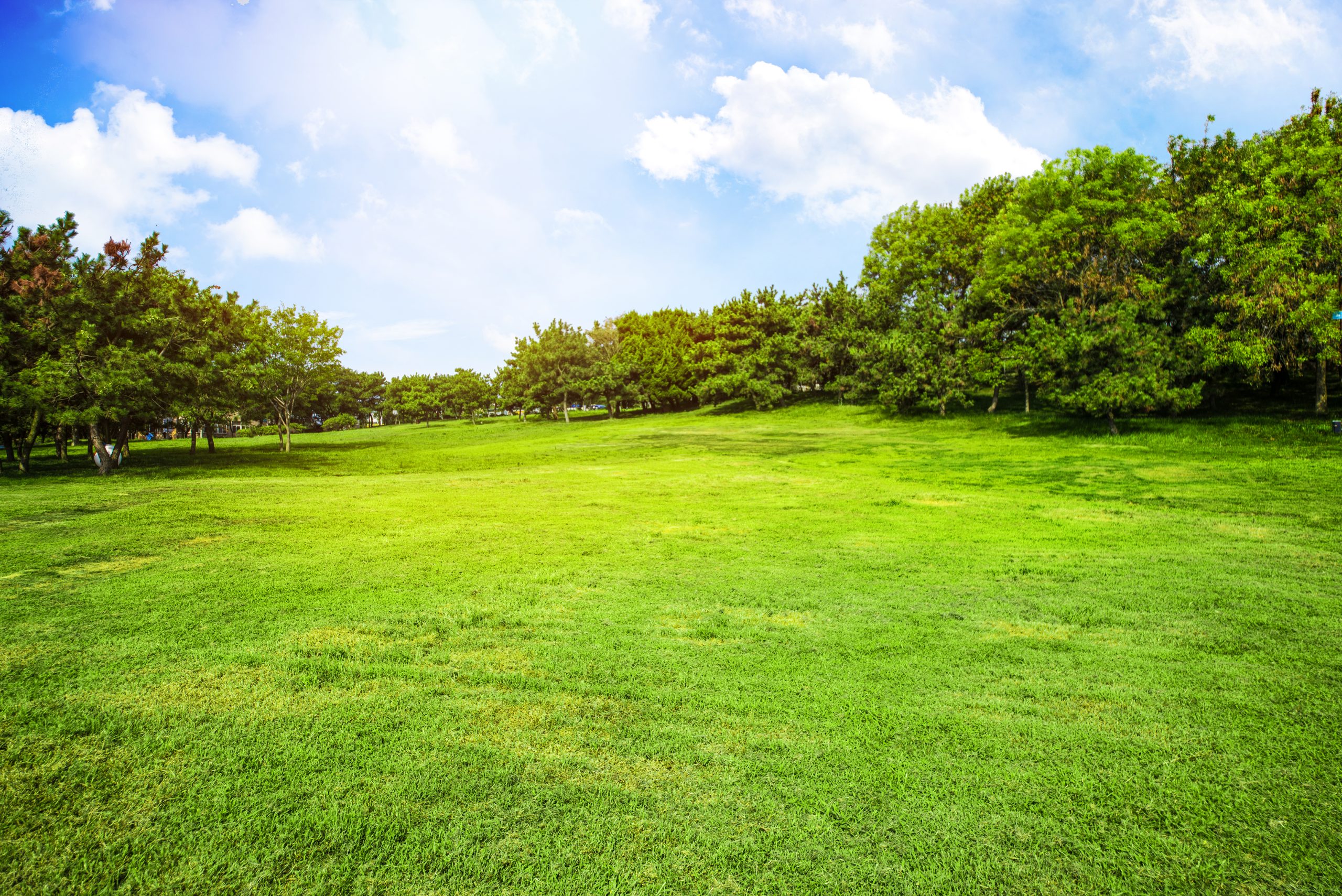 Green grass on a golf field