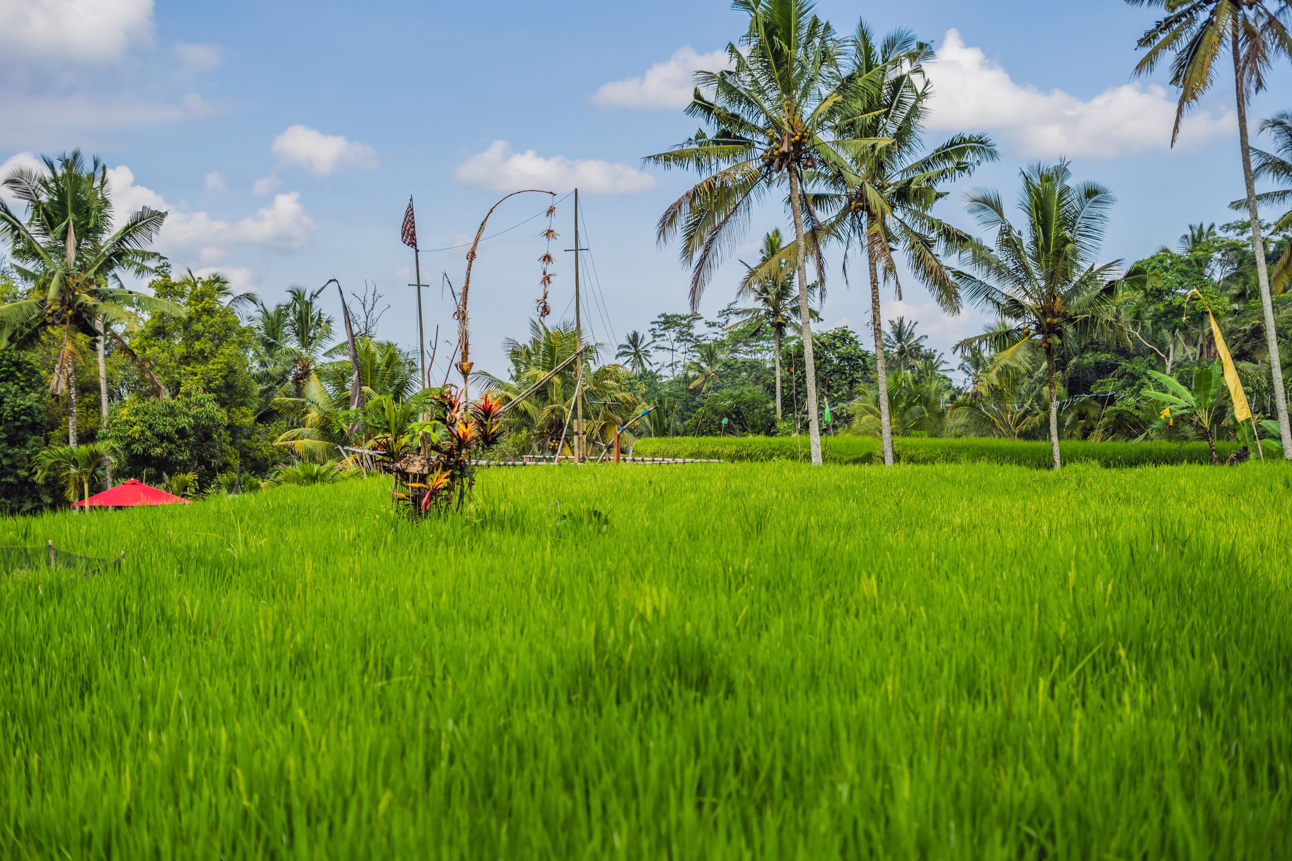Beautiful Rice Terraces well-watered volcanic slopes, Ubud, Bali.